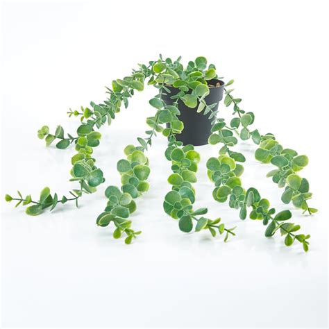 Buy Gloria Artificial Creepers in Pot from Home Centre at just INR 399.0