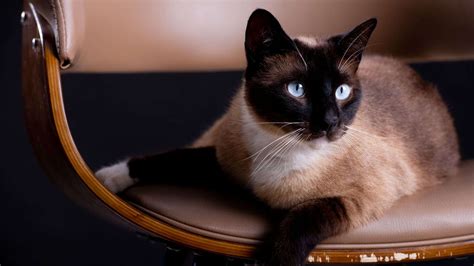 Persian Siamese Cat: Unraveling the Best of the Himalayan - Hey Dorothea