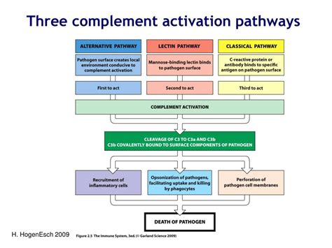 Image result for Complement Activation