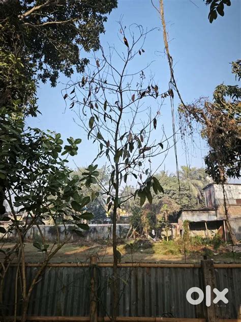 3.5 ganda land sale in Shivmandir para, Khayerpur. - Lands & Plots ...