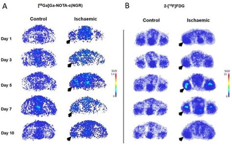 In Vivo Imaging of Acute Hindlimb Ischaemia in Rat Model: A Pre ...