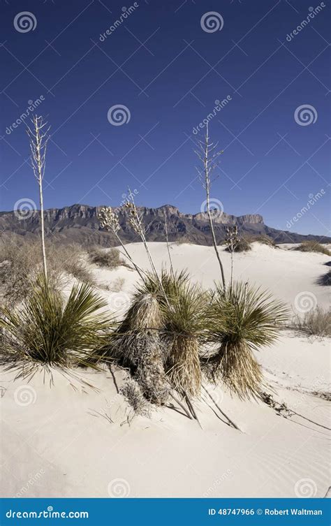 Salt Basin Dunes in Guadalupe Mountains National Park Stock Photo ...