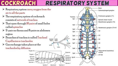 Cockroach Respiratory System 的图像结果