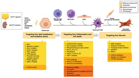 The Molecular Mechanisms of Liver Fibrosis and Its Potential Therapy in Application