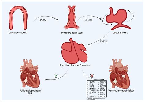A Comprehensive Review of Canine and Feline Ventricular Septal Defects ...