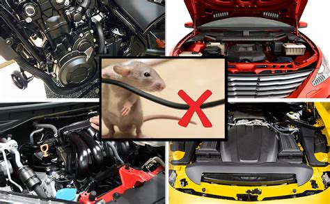 Bluehaven International | 5 PCs Pcs Rat Capsule to Stop Rat and Mice ...