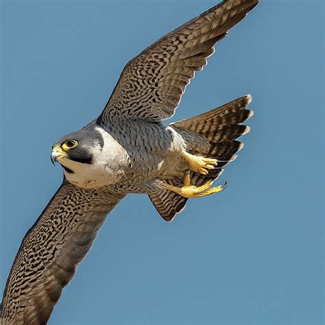 Peregrine falcon is the world’s fastest bird: Diet, Speed, and Lifespan ...