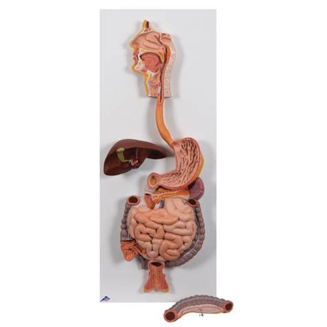Anatomical Teaching Models - Plastic Human Digestive Models - Digestive ...