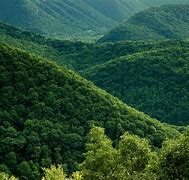 Image result for forested
