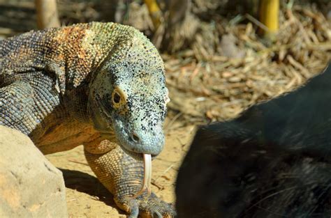 Komodo Dragon Free Stock Photo - Public Domain Pictures