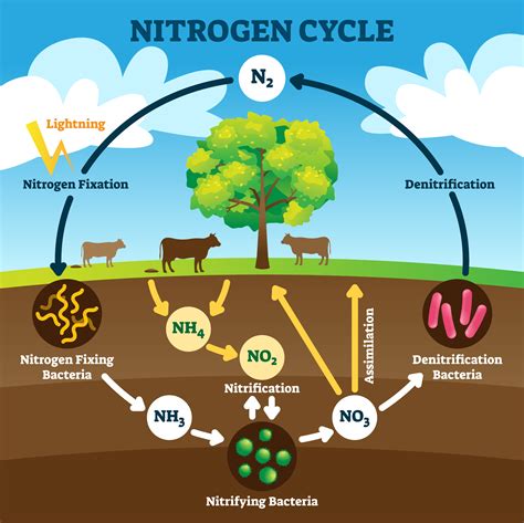 What is Nitrogen Cycle