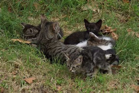 Why do male cats kill their babies? The shocking truth