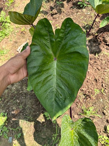 Colocasia Hawaii Punch Indoor Plant – Indian Gardens