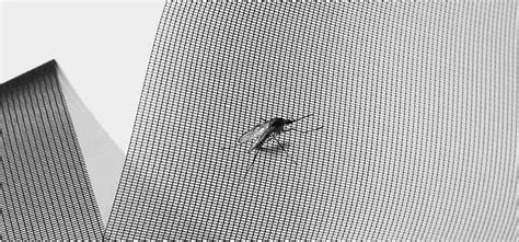 Insect Screen 的图像结果