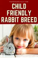 Image result for Lionhead Bunny Rabbits