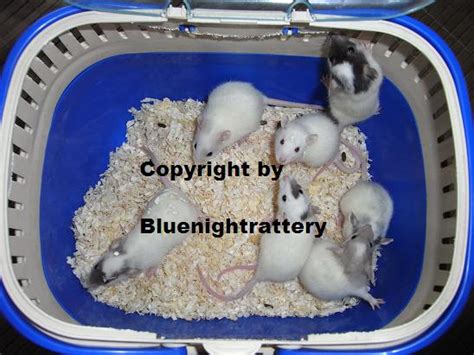 Wunderhübsche Rattenkinder im alter von ca wochen in sehr liebevolle ...