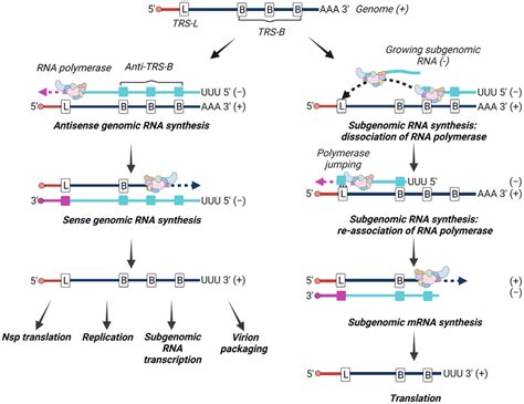 Image result for RNA Replication