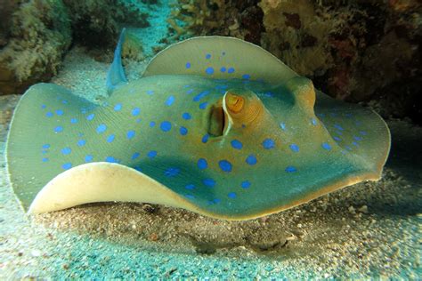 Stingray Fish Facts A-Z Animals, 45% OFF