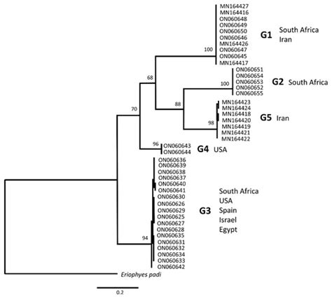 Towards Solving the “Colomerus vitis Conundrum”: Genetic Evidence ...