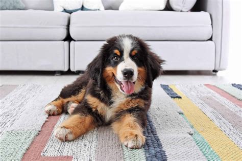How Much Does a Bernese Mountain Dog Cost? (2026 Updated)
