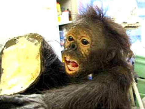 Image result for Australopithecus Reconstruction