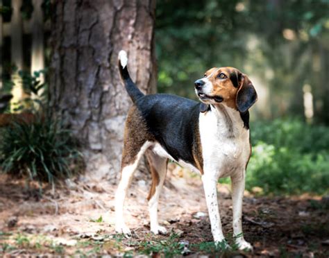 Treeing Walker Coonhound – GoofyTails