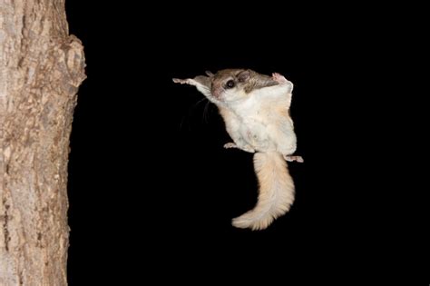 Learn About Flying Squirrels In The US SouthDogwood Alliance
