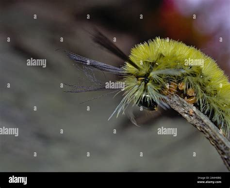 American Dagger Moth Caterpillar (Acronicta americana) with its bright ...