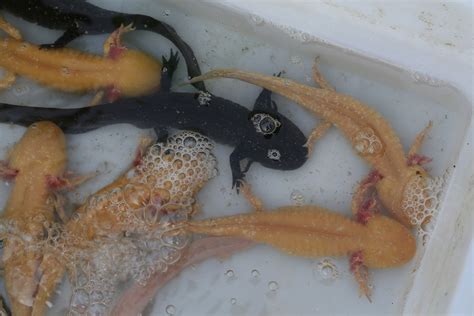 罕见的六角龙鱼你见过吗 不宜将它个体混养因为它会“孤独”而死