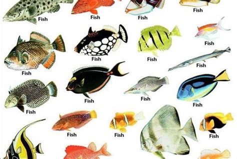 Image result for Fish Shell Argparse Examples