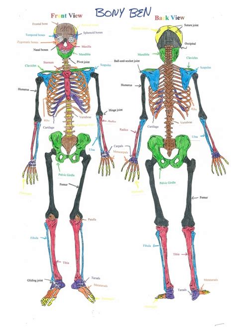 Image result for Skeletal Structural System