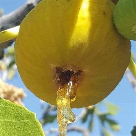 Grow Your Own Deanna Fig Tissue Culture Saplings: A Guide from Celgen