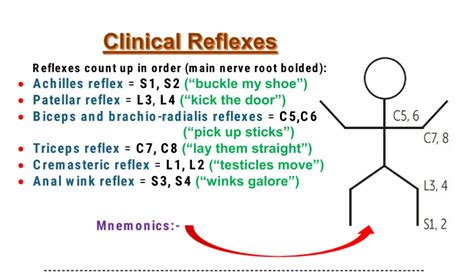 Deep Tendon Reflexes - Nerve root value - Mnemonics