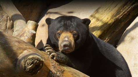 Are Sun Bears Dangerous