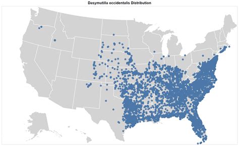 Cow Killer (Dasymutilla occidentalis)