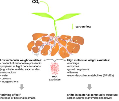 Effects of Secondary Plant Metabolites on Microbial Populations ...