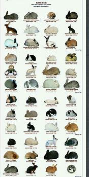 Image result for Mini Lop Color Chart