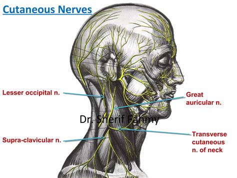 Cervical Fascia & Posterior Triangle (Anatomy of the Neck) | PPS