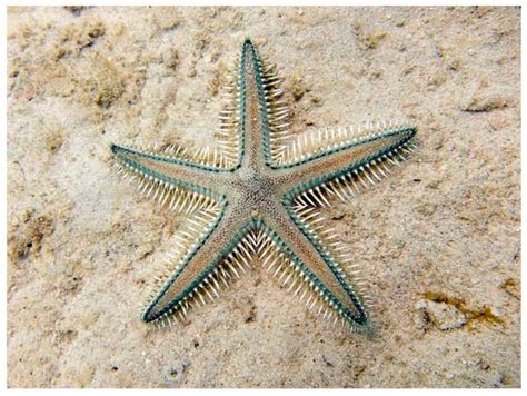 Bright Spots in the Darkness of Cancer: A Review of Starfishes-Derived ...