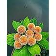 Real Live Kadam/Kadamb Beautiful & Charming Flower Herbal Plant - (1 ...