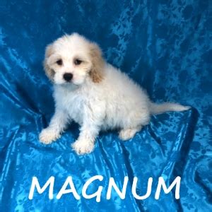 Buff Tri Cockapoo 的图像结果