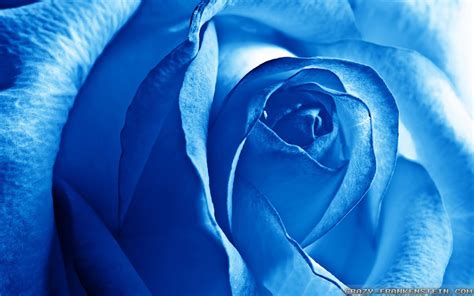 Light Blue Roses Wallpapers - Wallpaper Cave