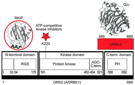The RAF Kinase Inhibitor Protein (RKIP): Good as Tumour Suppressor, Bad ...
