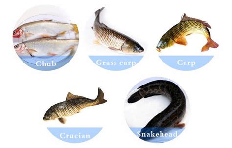 Image result for Fish Cleaner Machine