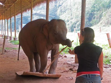 A Simple Test Just Proved Again How Smart Elephants Are - India's ...