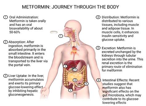 Metformin Does It Affect The Kidneys