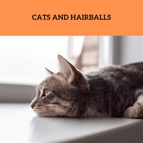 Image result for Cat Stack Sticker