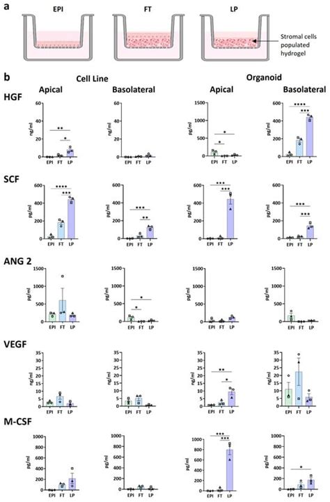 Integration of Stromal Cells and Hydrogel Below Epithelium Results in ...