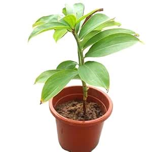 Costus Igneus Insulin Live Plant – Good for Garden Beds and Terrace ...