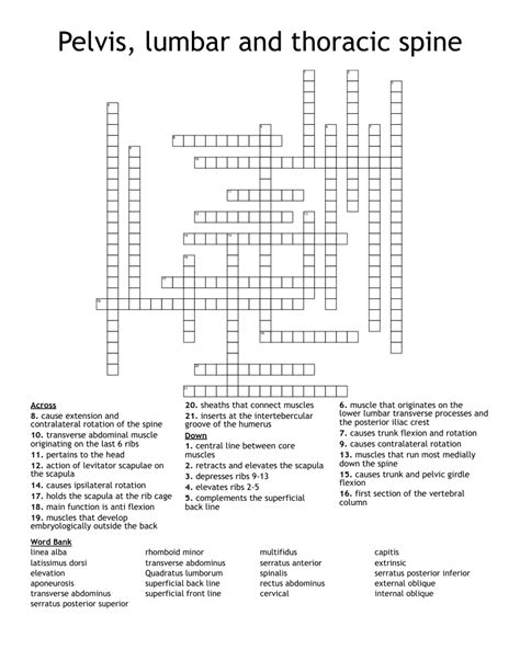 Pelvis, lumbar and thoracic spine Crossword - WordMint